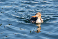 Red-breasted Merganser - Mergus serrator