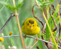 Wilson's Warbler - Cardellina pusilla