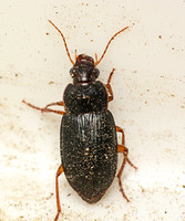 Ground beetle - Notiobia purpurascens