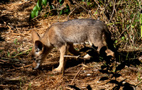 Coyote - Canis latrans