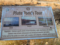 Piute Ponds, Lancaster, CA 12-13-2014