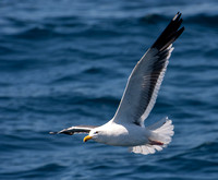 Western Gull - Larus occidentalis