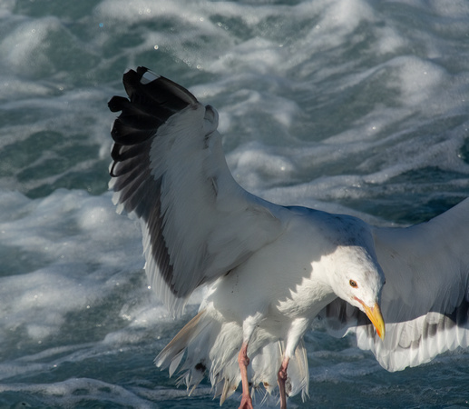 Western Gull - Larus occidentalis
