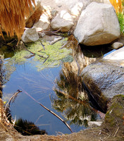 Reflections in the oasis pool