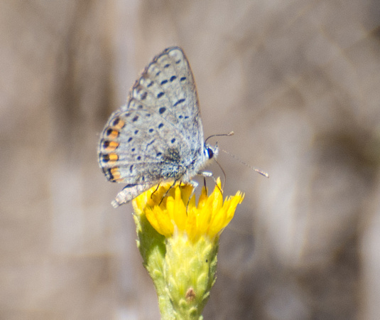 Acmon blue - Icaricia acmon