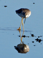 Greater Yellowlegs - Tringa melanoleuca