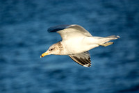 California Gull - Larus californicus