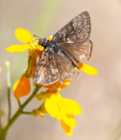 Propertius Duskywing - Erynnis propertius