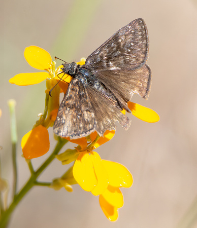 Propertius Duskywing - Erynnis propertius