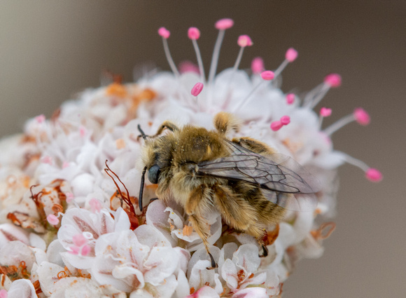 Chimney bee - Diadasia sp.