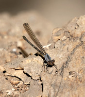 Vivid dancer - Argia vivida