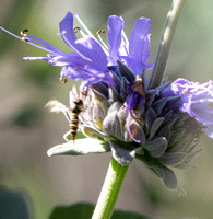 Flower fly - Fazia micrura