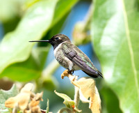 Rancho Los Cerritos City Nature Challenge April-2024