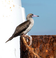 Red-footed Booby - Sula sula