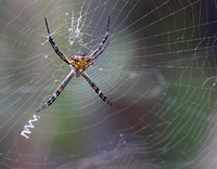 Silver argiope - Argiope argentata