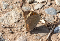 Gray Buckeye - Junonia grisea