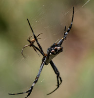 Silver argiope - Argiope argentata