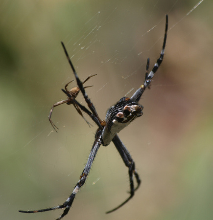 Silver argiope - Argiope argentata