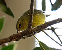 Orange-crowned Warbler - Leiothlypis celata