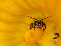 Squash bee - Peponapis pruinosa