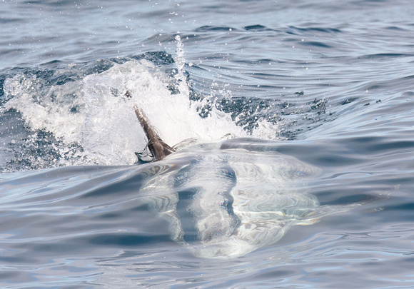 Risso's dolphin - Grampus griseus