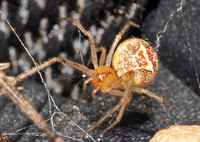 Theridion sp.  (murarium??)