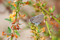 Marine blue -Leptotes marina