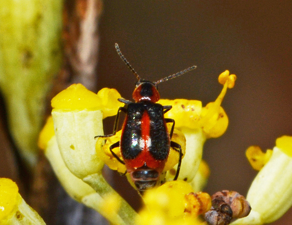 Soft-winged flower beetle - Attalus trimaculatus