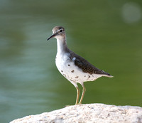 Spotted Sandpiper - Actitis macularia