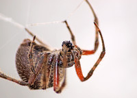 Orb weaver - Araneus gemma