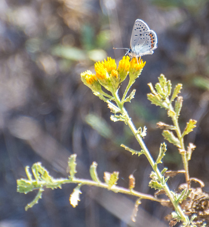 Acmon blue - Icaricia acmon