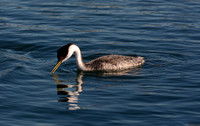 Western Grebe - Aechmophorus occidentalis
