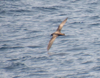 Pink-footed Shearwater - Ardenna creatopus