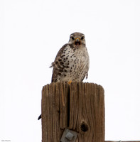 Prairie Falcon - Falco mexicanus