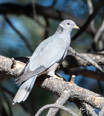 Band-tailed Pigeon- Columba fasciata