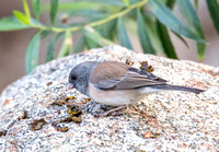 Dark-eyed Junco - Junco hyemalis