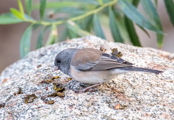 Dark-eyed Junco - Junco hyemalis