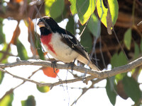 Rose-breasted Grosbeak - Pheucticus ludovicianus