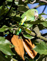 White-winged Parakeet - Brotogeris versicolurus