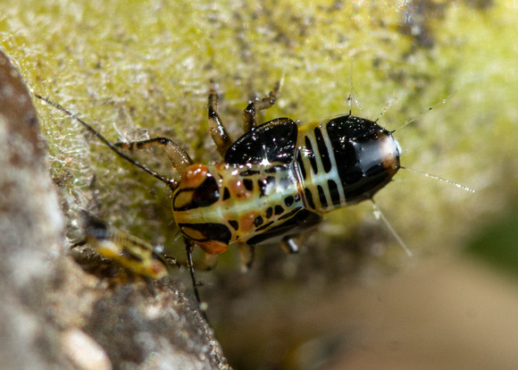 Tipu psyllid - Platycorypha nigrivirga