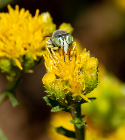 Sand wasp - Bembix americana