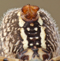 Banded argiope - Argiope trifasciata