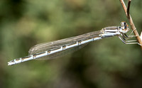 Damselfly - Enallagma sp