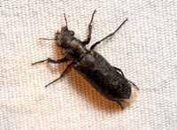 Stout's Hardwood Borer - Polycaon stoutii