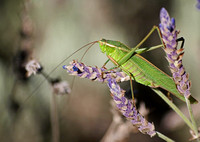 Fork-tailed bush katydid - Scudderia furcata