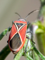 White-crossed Seed Bug - Neacoryphus bicrucis