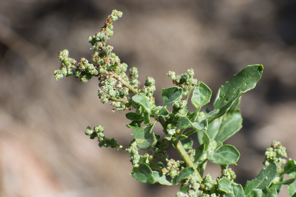 Nettle-leaf Goosefoot - Chenopodium murale