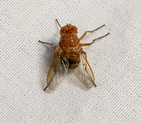 Tachinid fly - Ormia ochracea