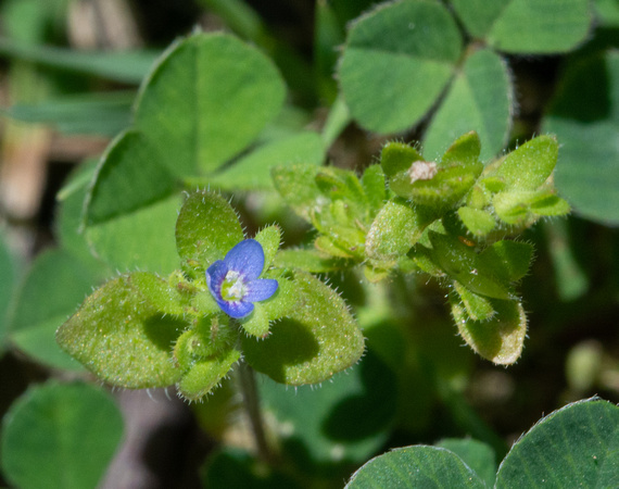 Corn Speedwell  - Veronica arvensis