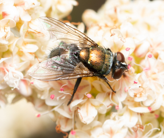 Copperbottle fly - Lucilia cuprina